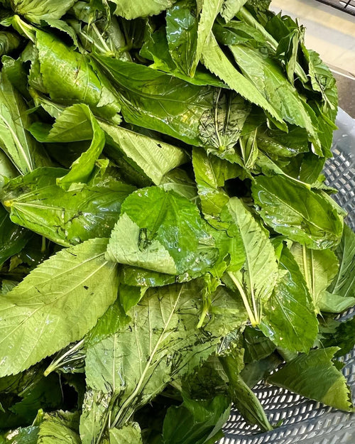 Hand-Chopped Fresh Molokhia