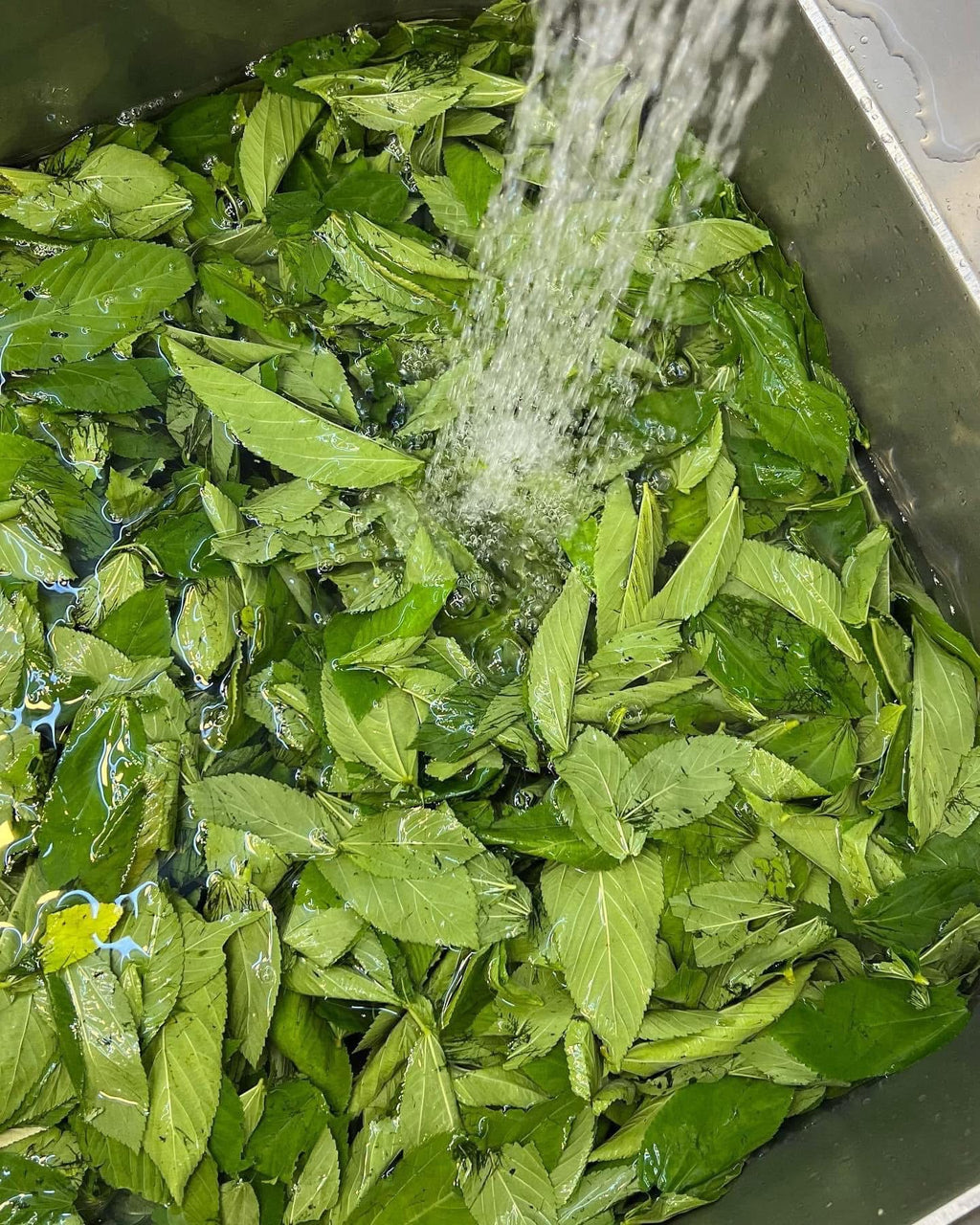 Hand-Chopped Fresh Molokhia