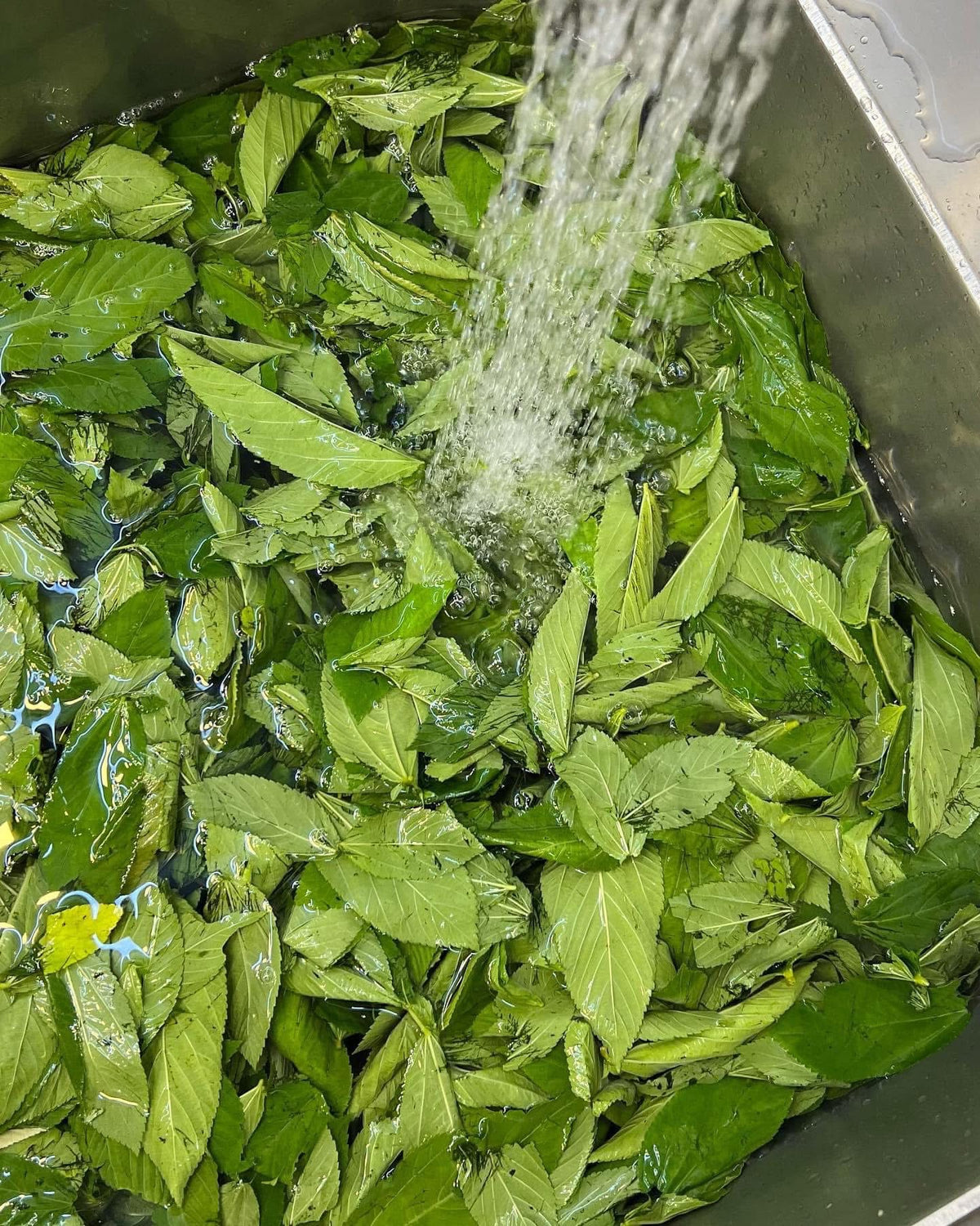 Hand-Chopped Fresh Molokhia