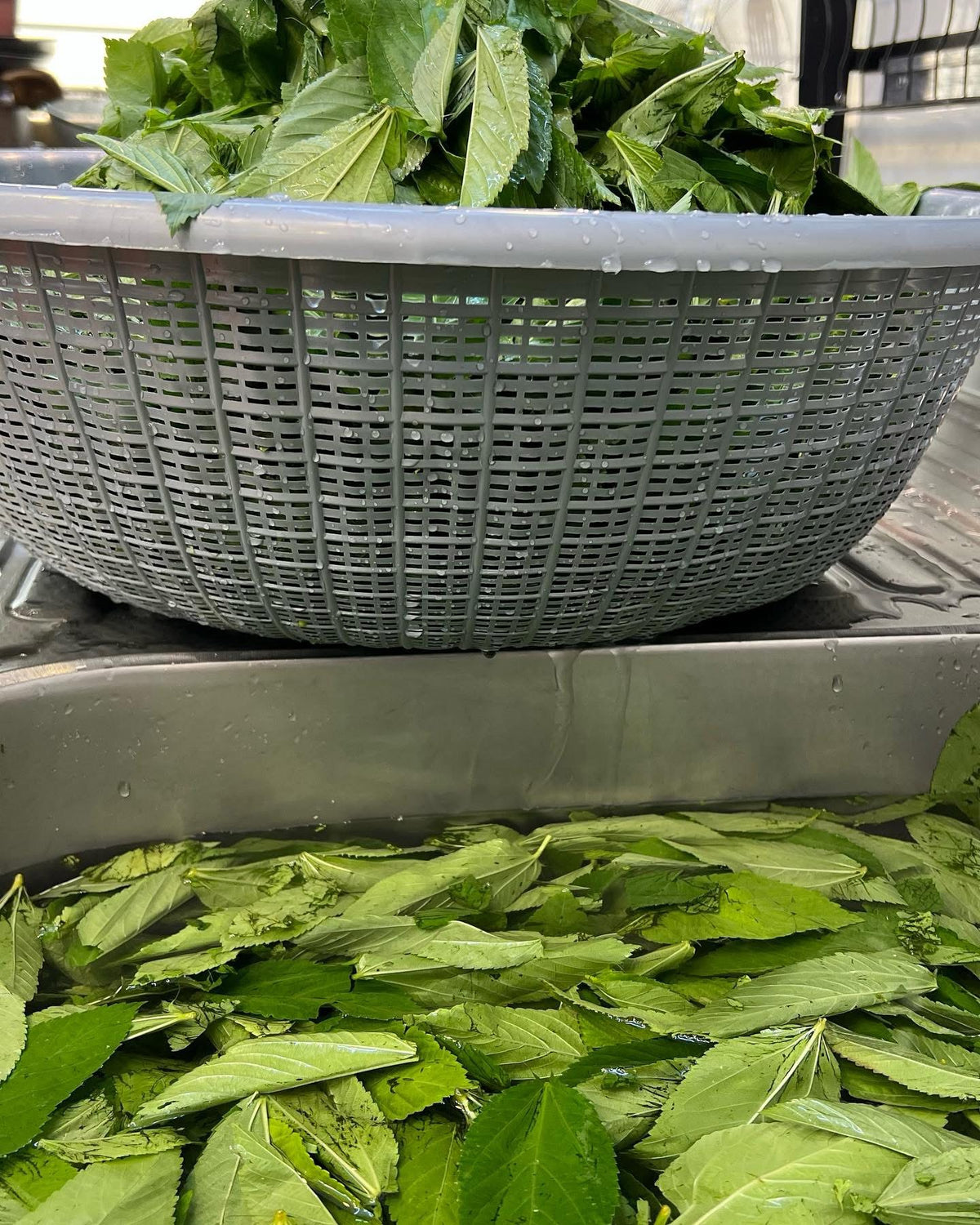 Hand-Chopped Fresh Molokhia