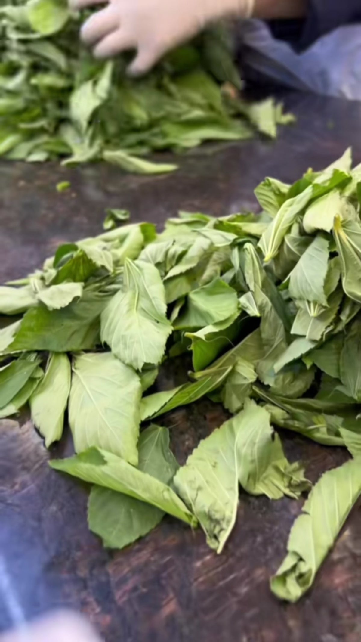Hand-Chopped Fresh Molokhia